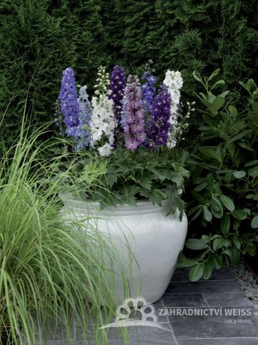 DELPHINIUM EXCALIBUR MIX