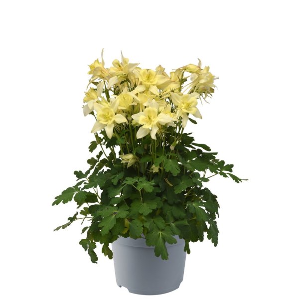 ORLÍČEK – AQUILEGIA CAERULEA EARLYBIRD YELLOW