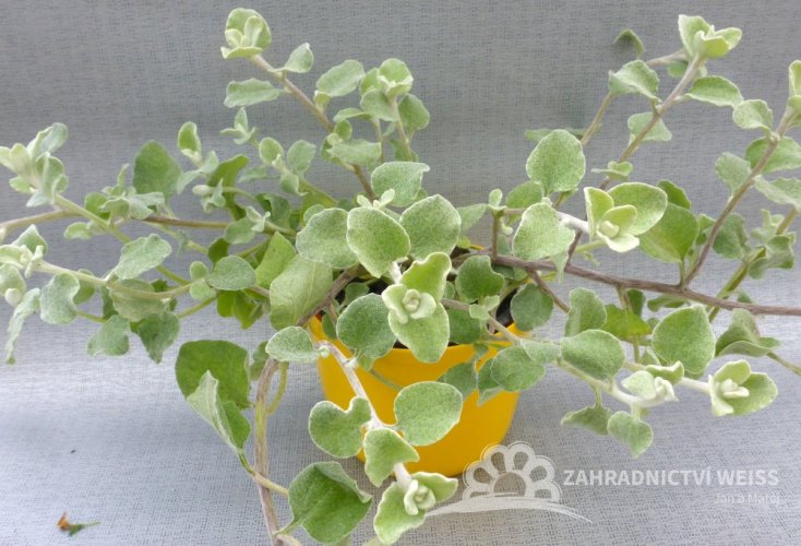 HELICHRYSUM PETIOLARE - SMIL