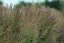 CALAMAGROSTIS x ACUTIFLORA KARL FOESTER