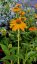 ECHINACEA PURP. LAKOTA YELLOW