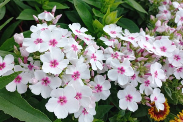 PHLOX PAN. FLAME WHITE EYE ®