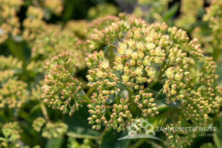 SEDUM HONEY GOLD