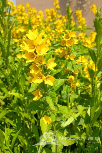 VRBINA TEČKOVANÁ - PUNCTATA LYSIMACHIA