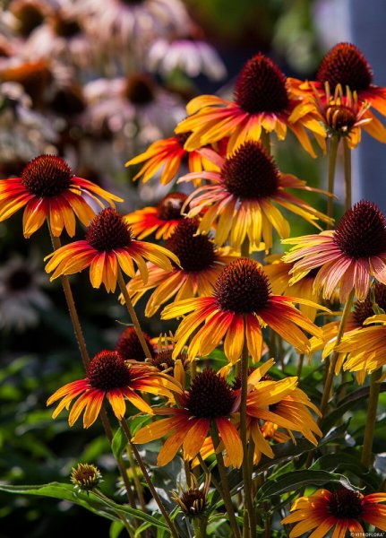 ECHINACEA PURPUREA PARROT  ®
