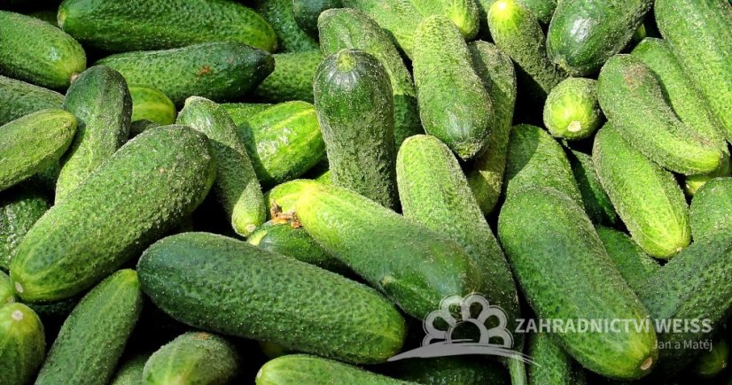 OKURKA NAKLÁDAČKA SAZENICE