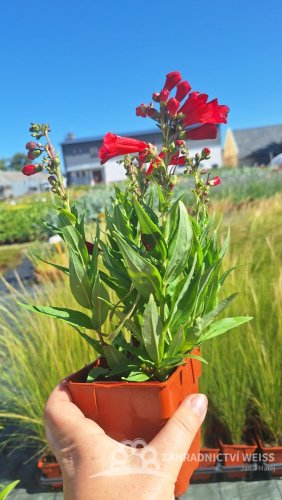 PENSTEMON HARTWEGII POLARIS RED