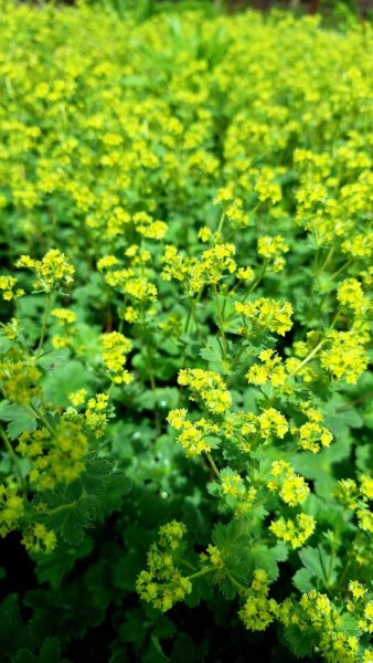 KONTRYHEL RUDONOHÝ - ALCHEMILLA ERYTHROPODA ALMA