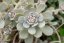 OROSTACHYS CHINESE HAT