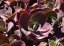 SEDUM SUNSPARKLER CHERRY TART®