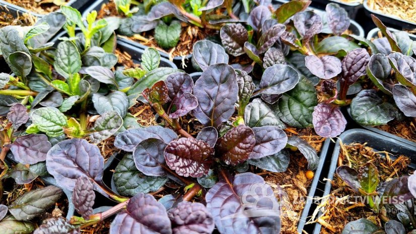 ZBĚHOVEC – AJUGA REPTANS ATROPURPUREA