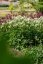 JARMANKA VĚTŠÍ - ASTRANTIA ASTRA WHITE