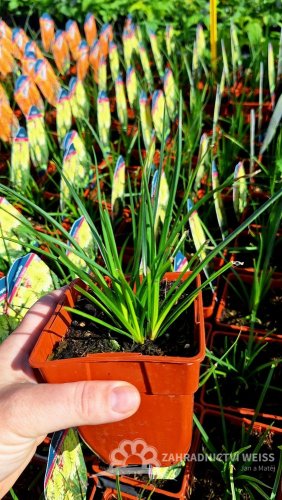 KLEOPATŘINA JEHLA - KNIPHOFIA POCO CITRON
