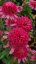 ECHINACEA HYBR. SOUTHERN BELLE