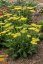 ACHILLEA MILEFOLIUM SASSY SUMMER LEMON