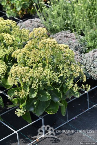 SEDUM HONEY GOLD