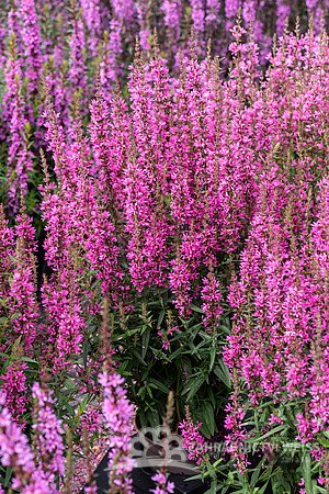 KYPREJ - LYTHRUM LUMINARA HOT PINK