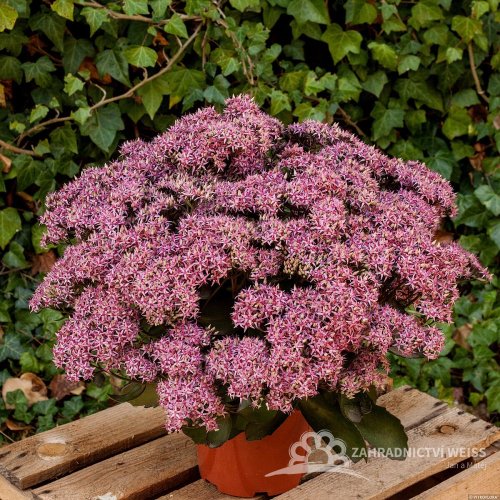 SEDUM TELEPHIUM CLOUD WALKER