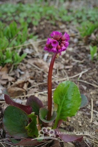 BERGÉNIE SRDČITÁ - BERGENIA CORDIFOLIA ROSE