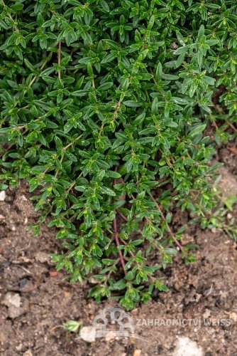 MATEŘÍDOUŠKA - THYMUS LONGICAULIS