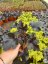 HEUCHERA x HYBRIDA BLACK PEARL