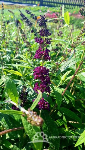 MOTÝLÍ KEŘ - BUDDLEJA DARK KNIGHT
