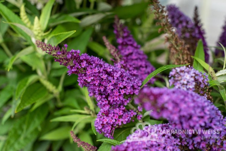 MOTÝLÍ KEŘ - BUDDLEJA DAVIDII BUTTERFLY CANDY LITTLE PURPLE