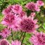 ASTRANTIA MAJOR ROMA – JARMARKA VĚTŠÍ