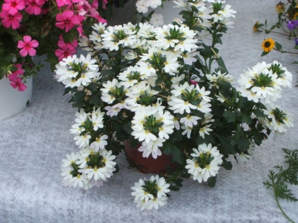 SCAEVOLA - VĚJÍŘOVKA BÍLÁ