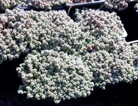 SEDUM DASYPHYLLUM - ROZCHODNÍK NÍZKÝ ŠEDÝ
