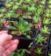 LEWISIA ELISE BRIGHT MIX