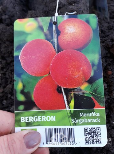 MERUŇKA - BERGERON