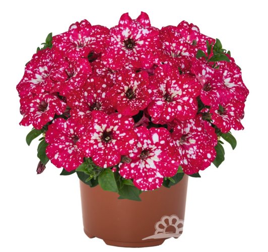 PETUNIE - PETUNIA SUPRISE „ SPARKLING RED“