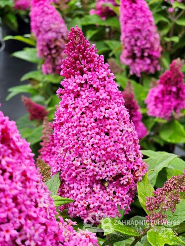MOTÝLÍ KEŘ – BUDDLEJA DAVIDII BUTTERFLY CANDY LITTLE CERISE