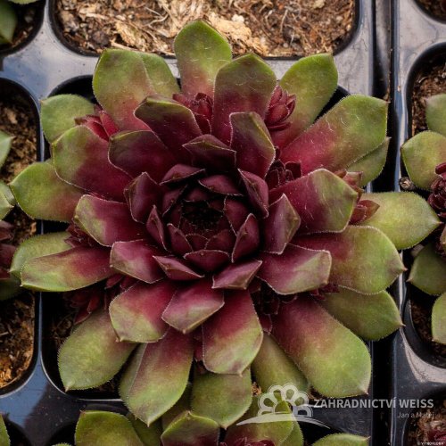 NETŘESK - SEMPERVIVUM HYBR. DR FRITZ KÖHLEIN