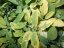 ŠALVĚJ ZLATÁ - SALVIA OFFICINALIS ICTERINA