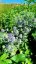 MAČKA - ERYNGIUM PLANUM BLUE HOBIT