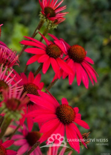 ECHINACEA GLOWING DREAM