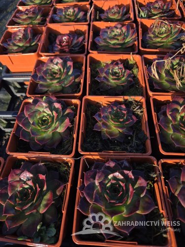 NETŘESK – SEMPERVIVUM BIG SAM JUMBO GREEN