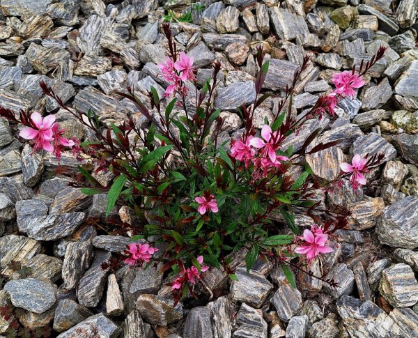 GAURA LOLIPOOP PINK