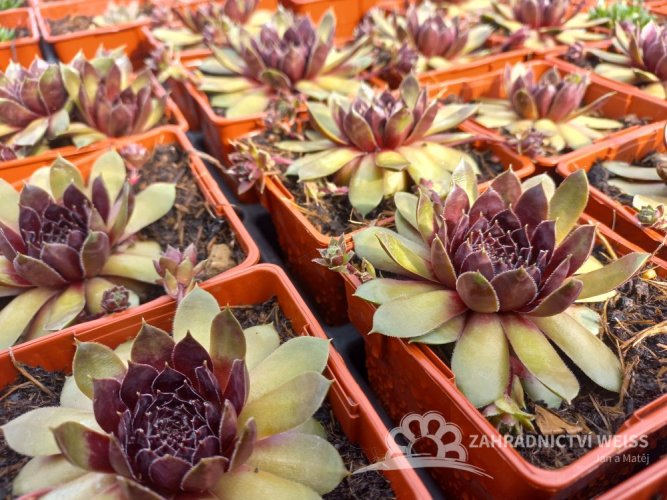 NETŘESK - SEMPERVIVUM HYBR. LACERTA