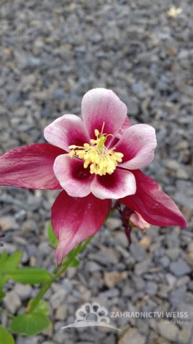 ORLÍČEK MIX - AQUILEGIA "BIEDERMEIER"