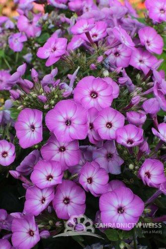 PHLOX PAN. FLAME PURPLE EYE