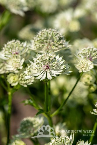 JARMANKA VĚTŠÍ - ASTRANTIA ASTRA WHITE
