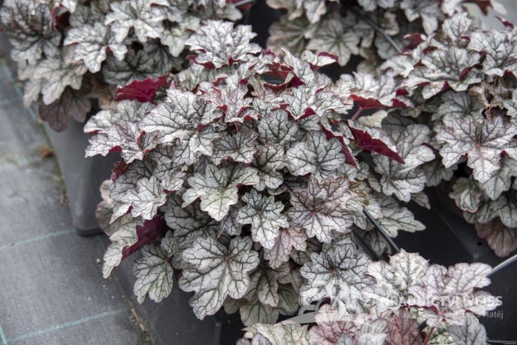 HEUCHERA WORLD CAFFE CORRETTO