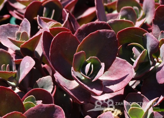 SEDUM SUNSPARKLER CHERRY TART®