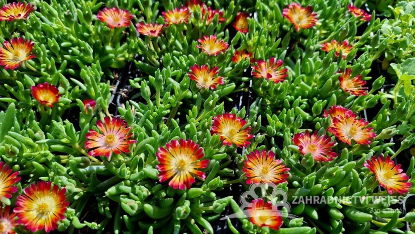 DELOSPERMA -  COOPERI JEWEL OF DESERT GRENADE