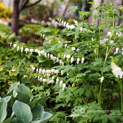 SRDCOVKA NÁDHERNÁ - DICENTRA SPECTABILIS ALBA