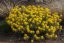 TAŘICE HORSKÁ - ALYSSUM MONTANUM GOLDEN SPRING