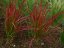 IMPERATA CYLINDRICA - IMPERÁTA VALCOVITÁ